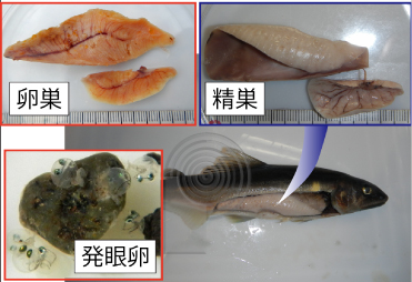 魚類・底生動物調査